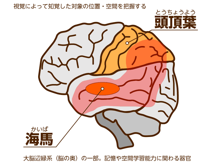 【動画でわかる】認知症の種類とは？4種類の特徴や覚え方、対応方法 …